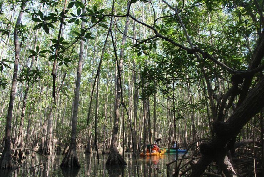 Damas Island Kayaking Tour