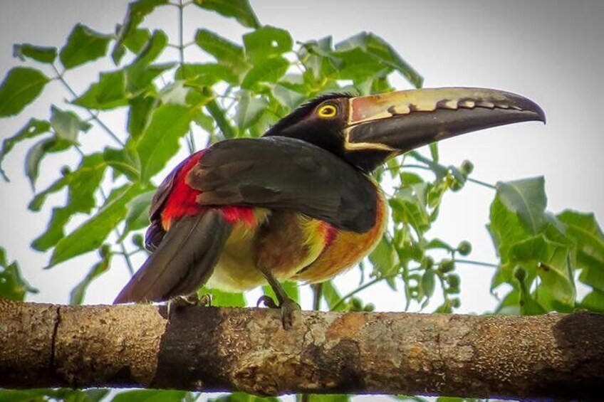 Birding in the Yucatan Peninsula from Cancun