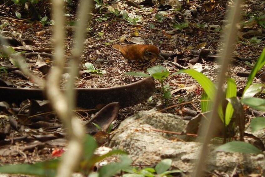 birding Mexico