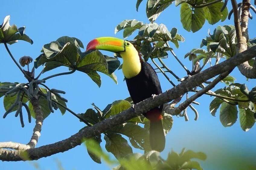 Look a Tucan