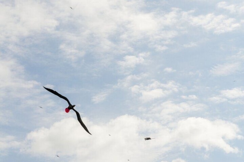 Isla Contoy Private Day Tour, from Cancun