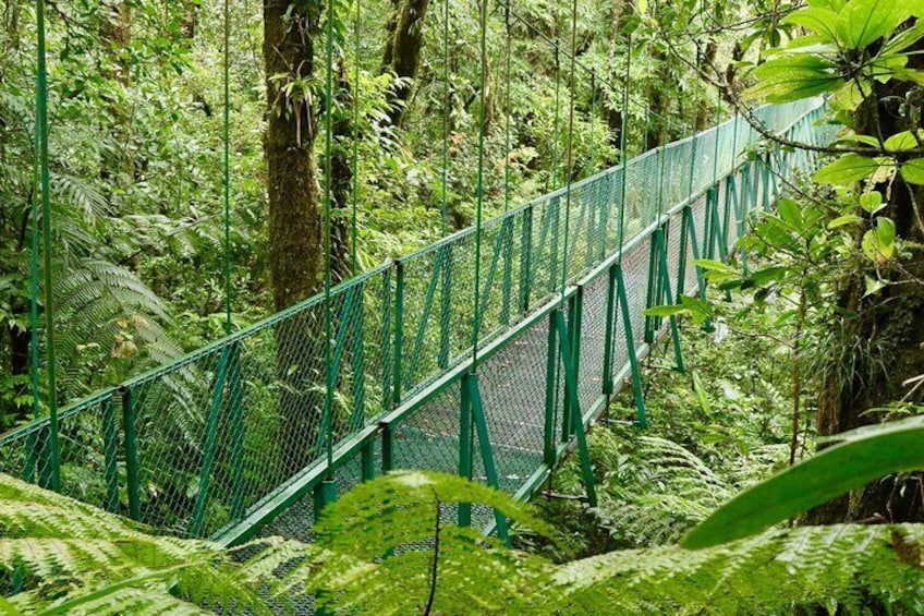 Full Day to Selvatura Monteverde Cloud Forest from Guanacaste