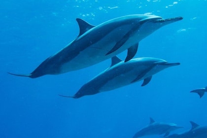 Boat Trip to See Marine Life in Puerto Escondido