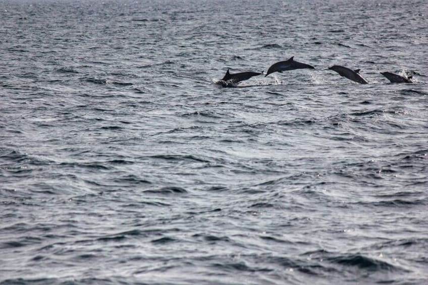 common dolphins in puerto escondido!