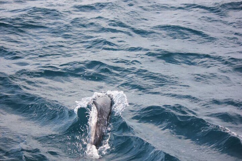 Up close dolphin encounter!!