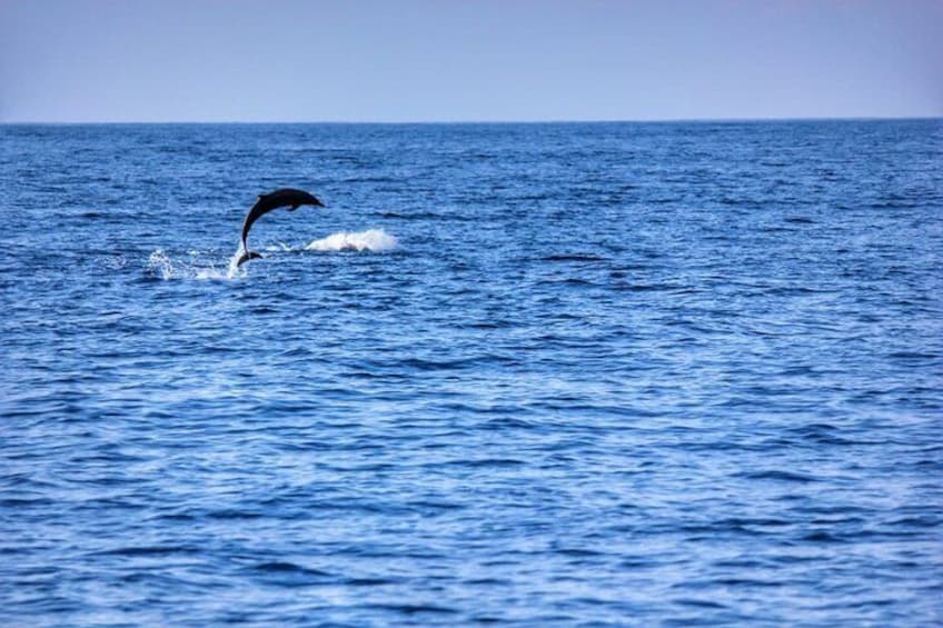 Jumping dolphins!