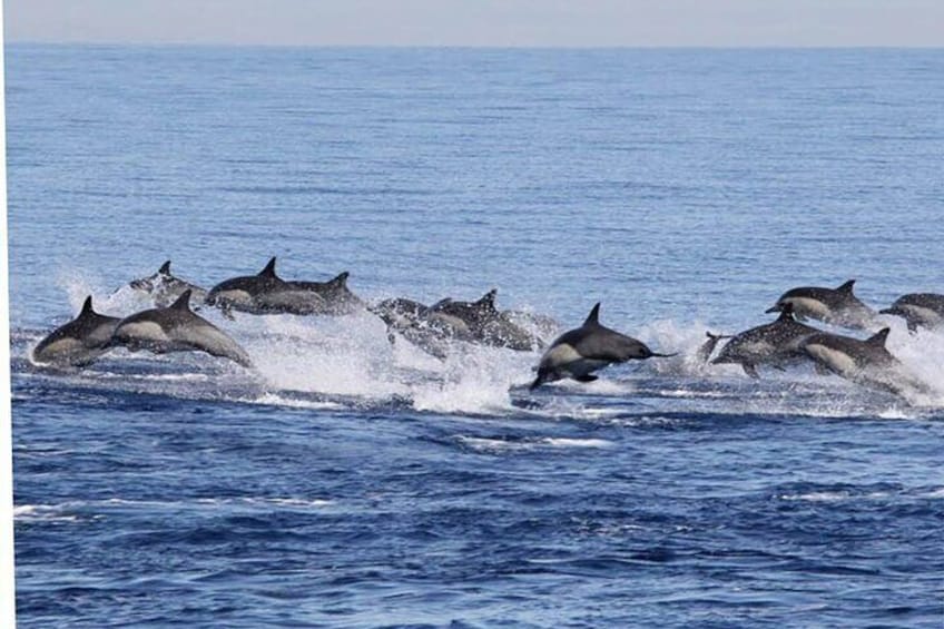 Boat Trip to See Marine Life in Puerto Escondido