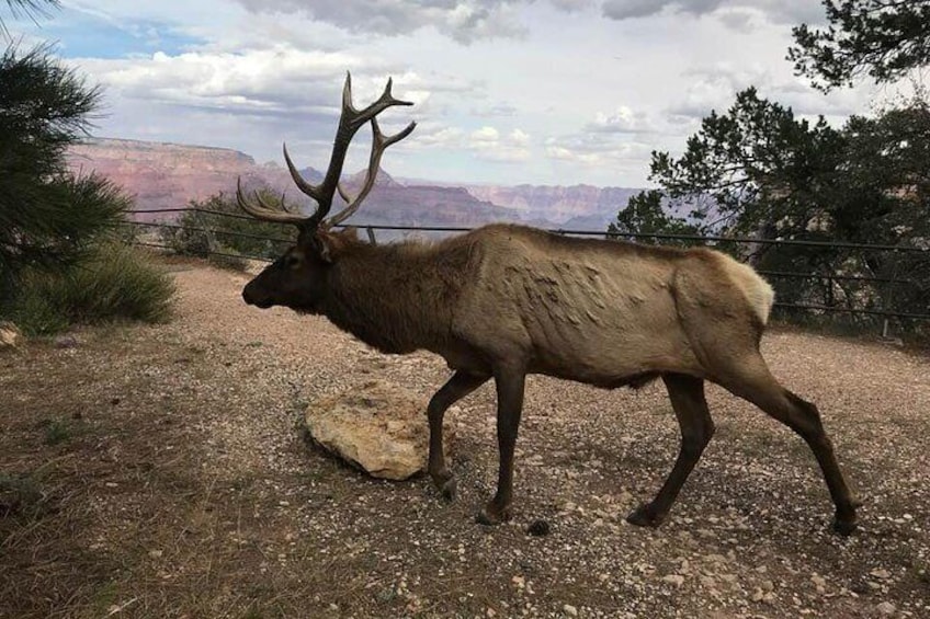 Grand Canyon Signature Hummer Tour with Optional Sunset Views