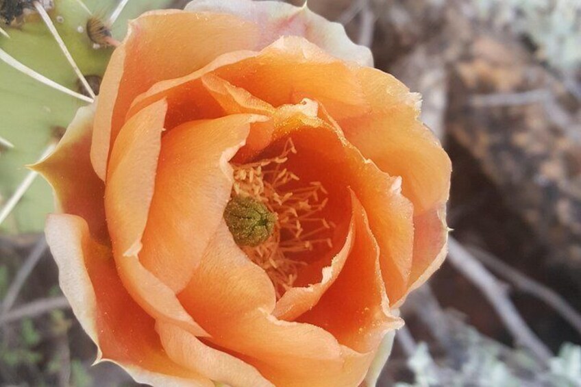 Prickly pear in bloom