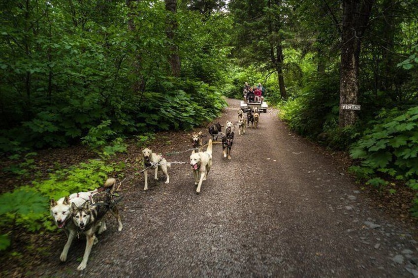 Wilderness Dog Sled Ride and Tour in Seward
