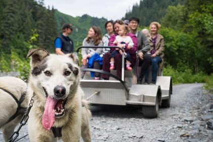 Wilderness Dog Sleigh Ride and Tour in Seward