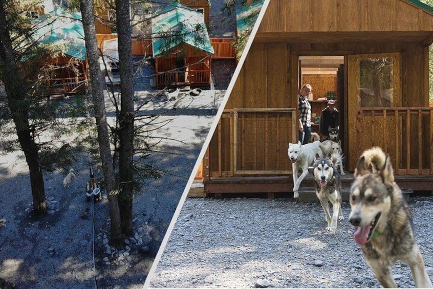 Wilderness Dog Sled Ride and Tour in Seward