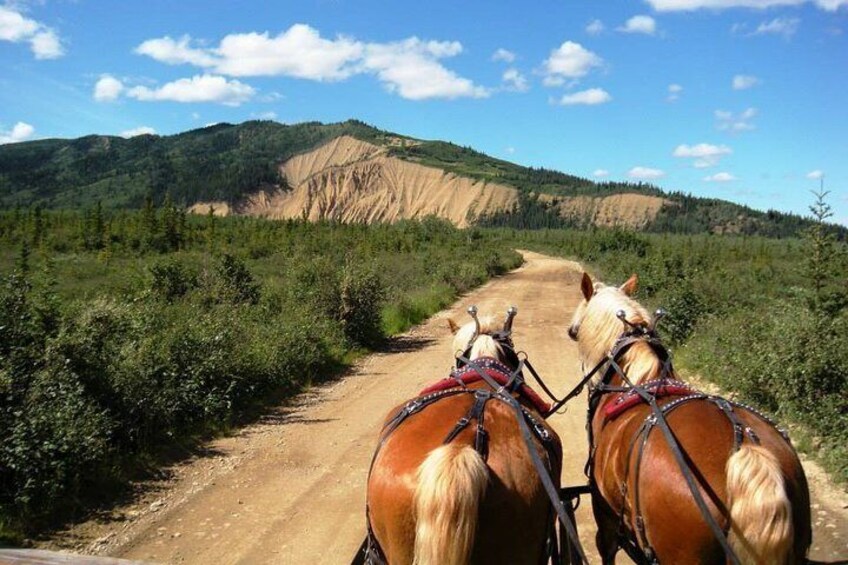 Horse-Drawn Covered Wagon Ride with Backcountry Dining
