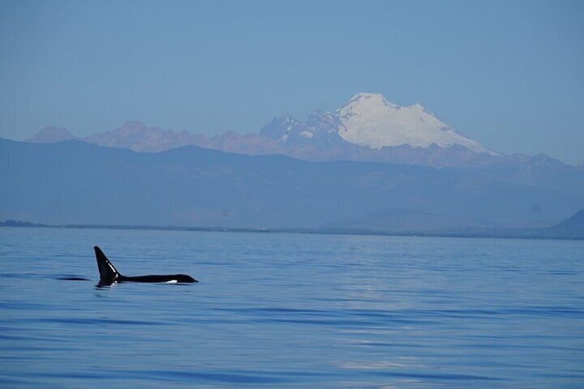 Guaranteed Whale Watching Tour