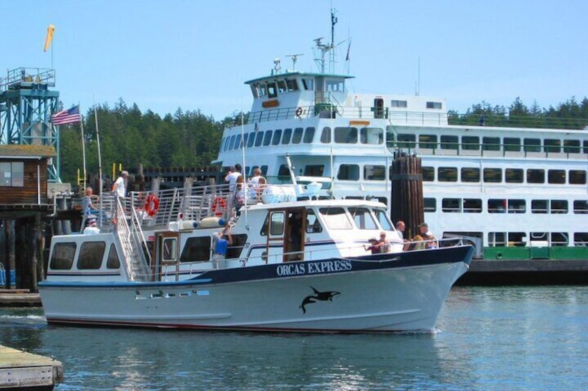 Guaranteed Whale Watching Tour