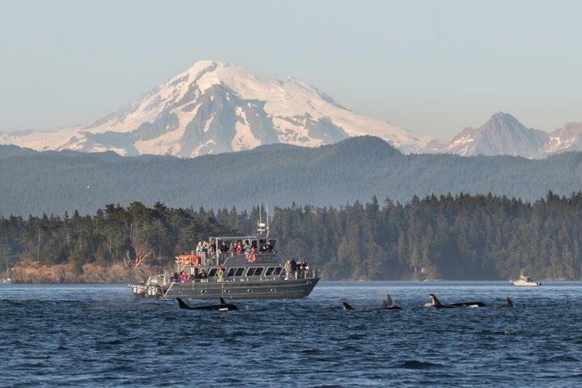 Our Boat with Orca Whales