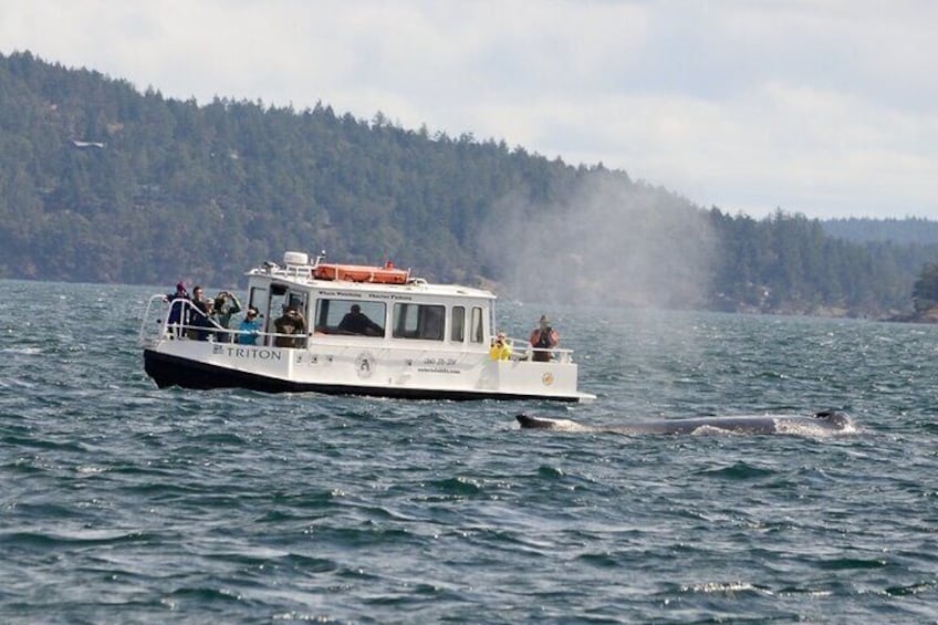 Guaranteed Whale Watching Tour