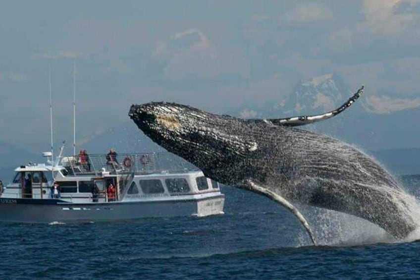 A Breaching Humpback