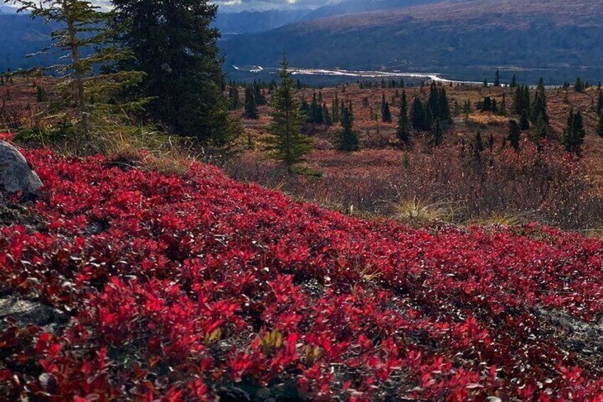Denali National Park Walking Tour