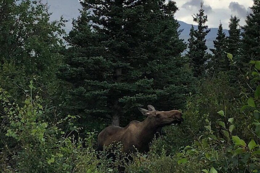 Denali National Park Walking Tour