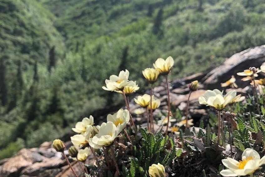 Arnica blooms in the alpine in June