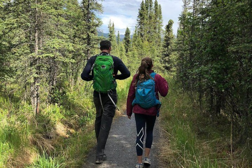 Boreal forest in Denali National Park