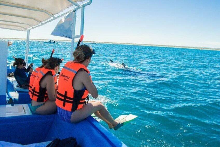 Whale Shark snorkeling at La Paz guided by a local marine biologist