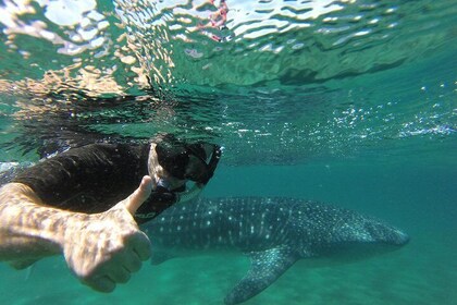 Whale Shark snorkelling tour in a reduced group with local marine biologist