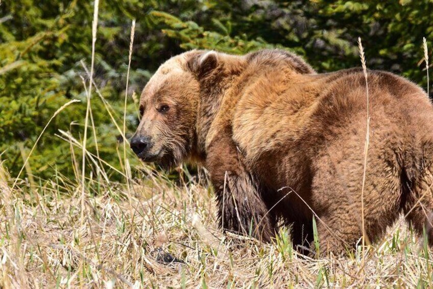 Alaska Bear Viewing Adventure from Seward