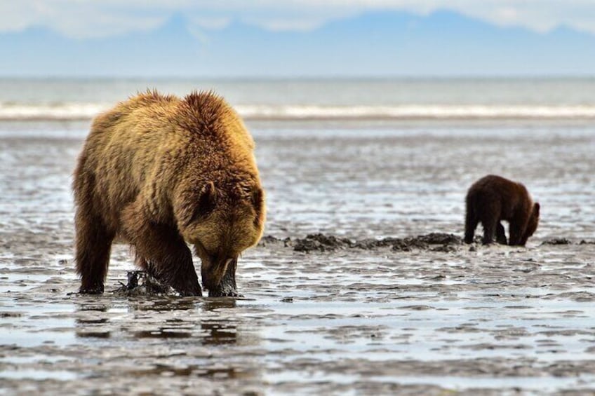 Alaska Bear Viewing Adventure from Seward