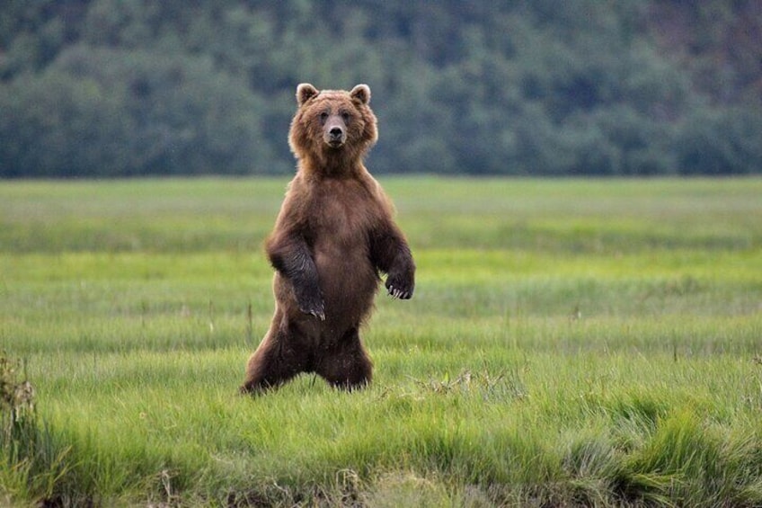Alaska Bear Viewing Adventure from Seward