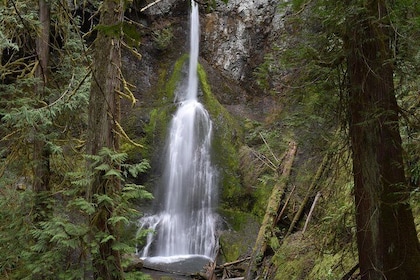 Half Day Guided Tour of Olympic National Park