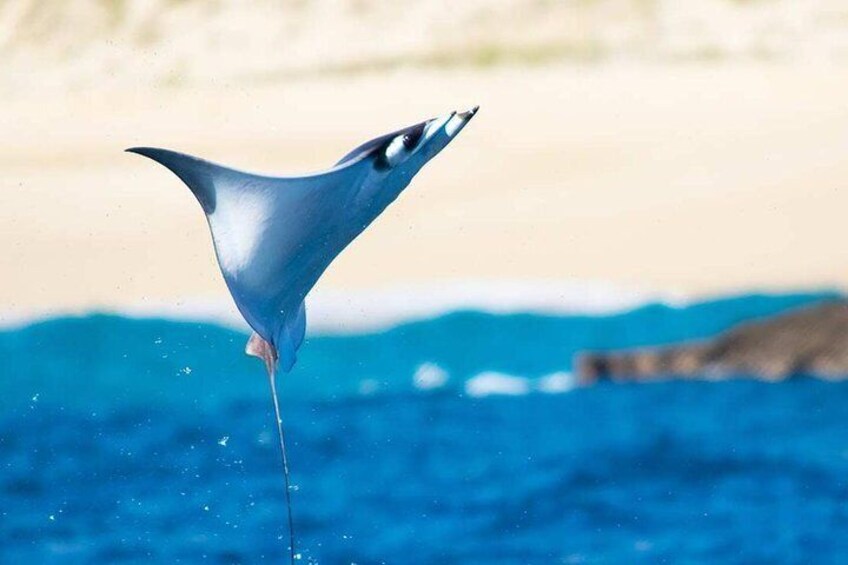 Jumping Mobula Ray