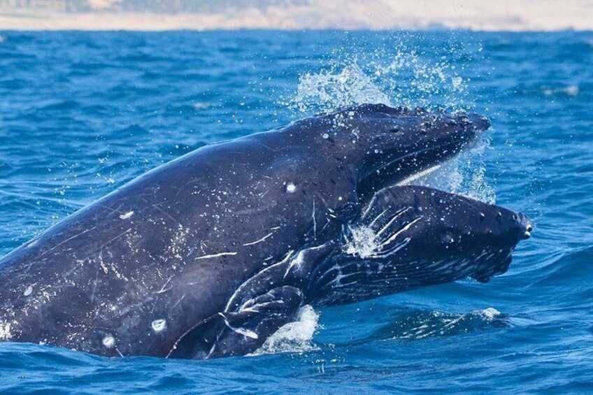 Baby Humpback Whale Head Lunge