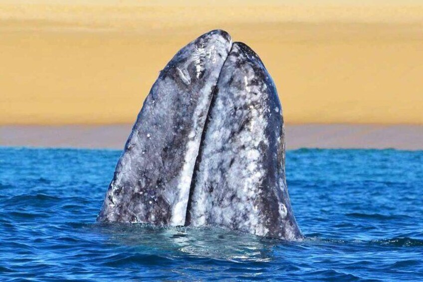 Gray Whale Spy Hop