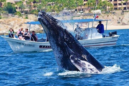 Excursion d'observation des baleines -Incl photos GRATUITES et garantie d'o...