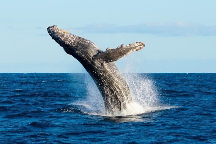 Breaching Humpback Whale in Cabo