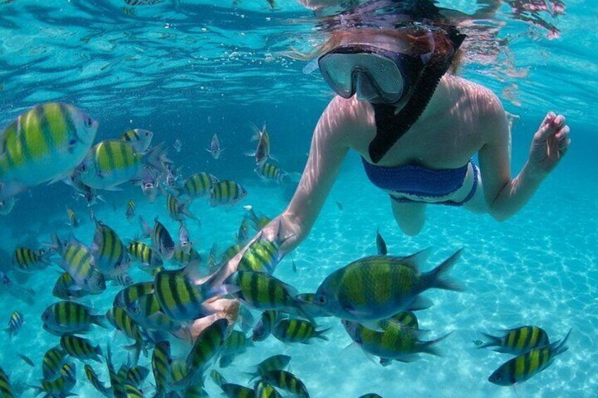 Guided by Divemaster, Cabo San Lucas short Snorkeling Tour MANTA 