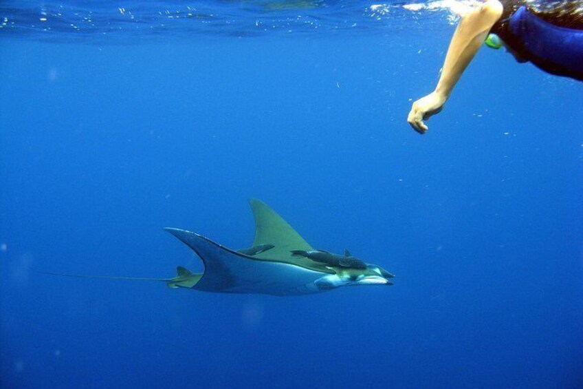 Cabo San Lucas Marine Park Snorkeling Tour with MANTA
