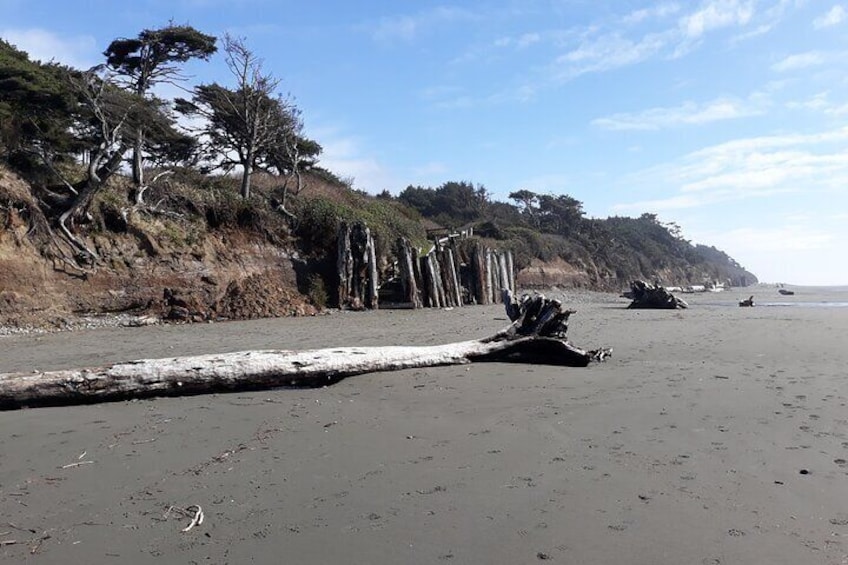Driftwood Beach