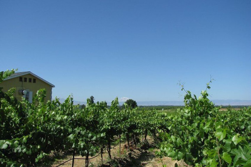 Wine Tasting, Vineyards in Eastern WA from Seattle