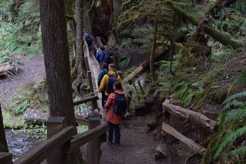 Forested hiking at Lake Crescent