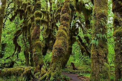 Hoh Rain Forest and Rialto Beach Guided Tour in Olympic National Park