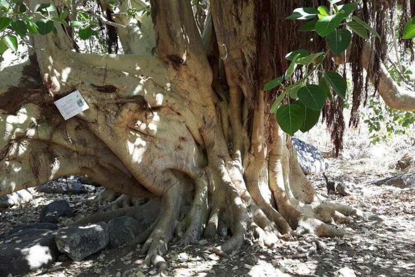 Rural And Hiking Expedition In Sierra La Laguna