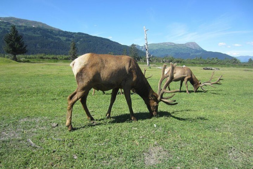 Wildlife and Glaciers with a walk in the Rainforest