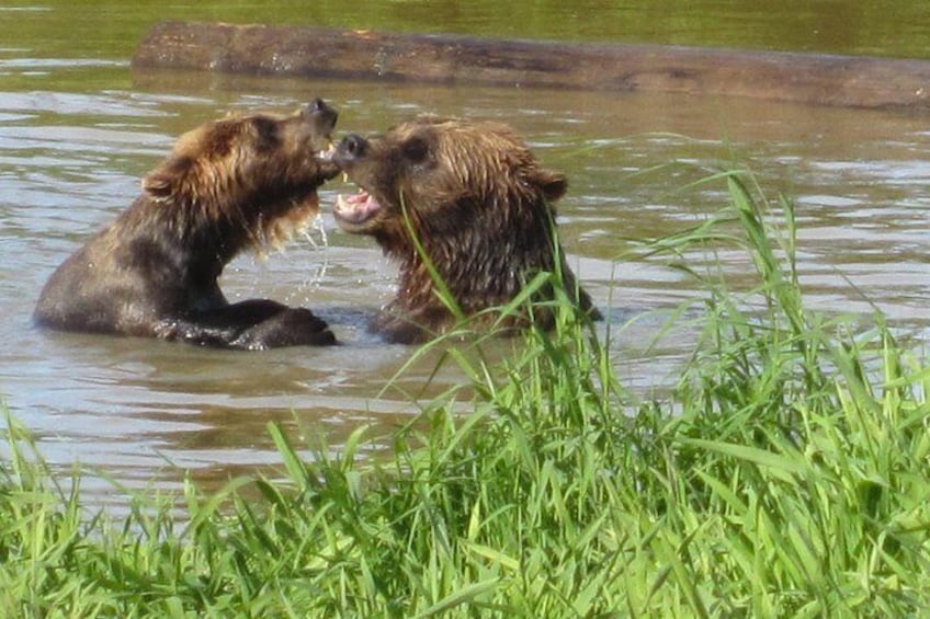 Brown Bears 