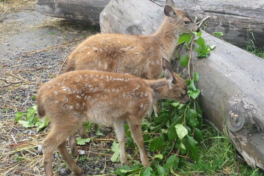 Wildlife and Glaciers with a walk in the Rainforest