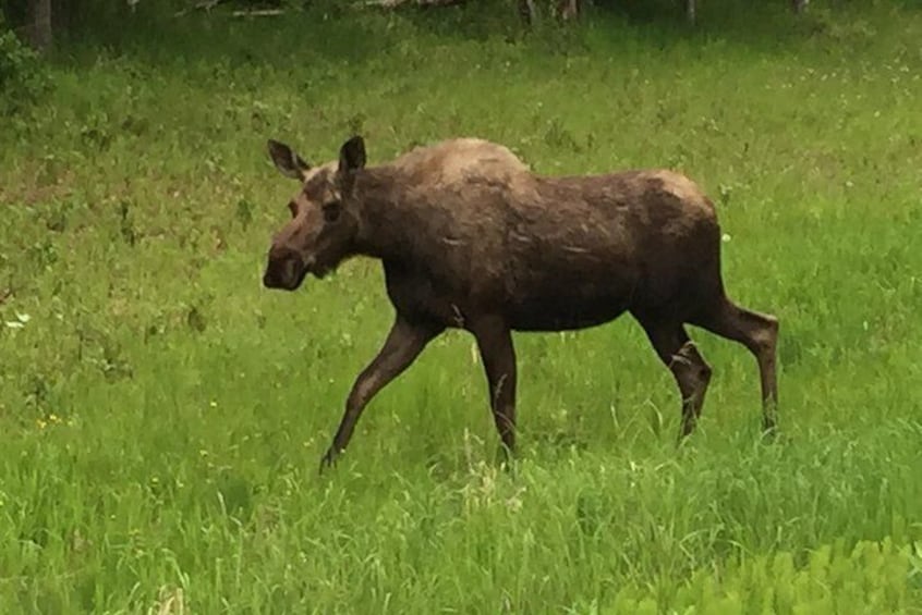 Anchorage City Tour w/ Taste of Wild Smoked Salmon & Reindeer Sausage