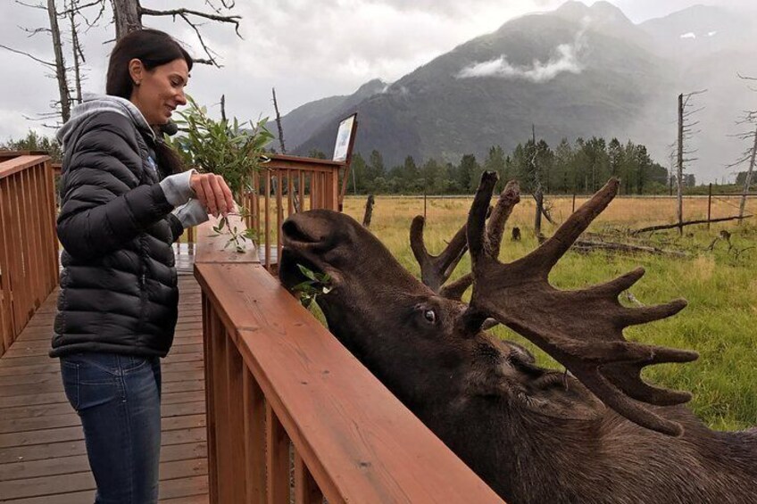 Guest enjoys a close encounter with one of the resident moose at the Alaska Wildlife Conservation Center