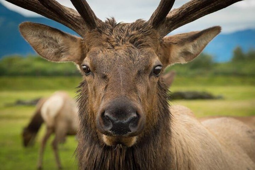 Glacier & Wildlife Discovery Tour